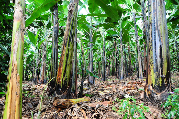 090 - Buhoma Village Bananas Plantation DSC_0958